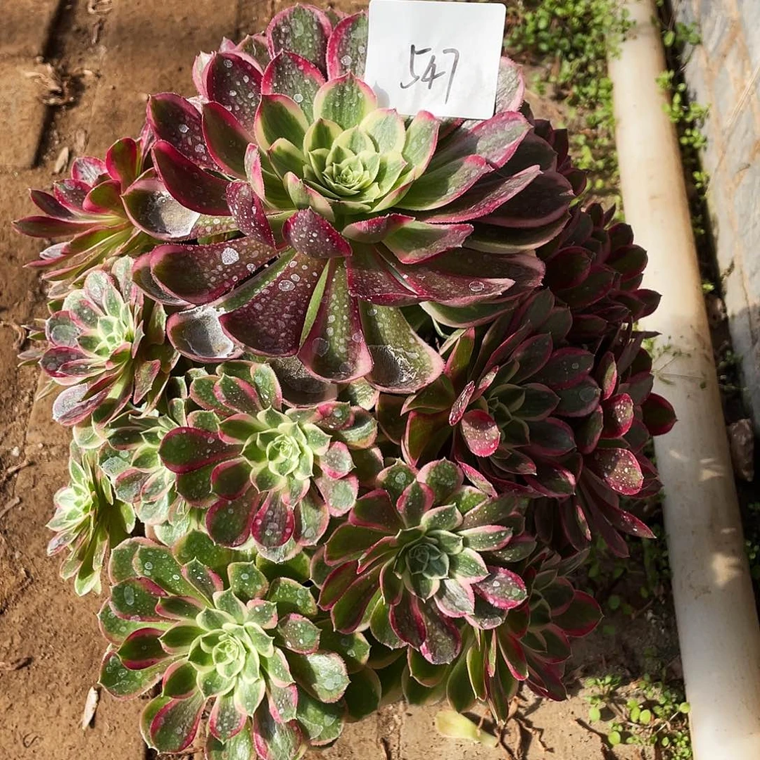 多肉法师547号孔雀翎发货不包损