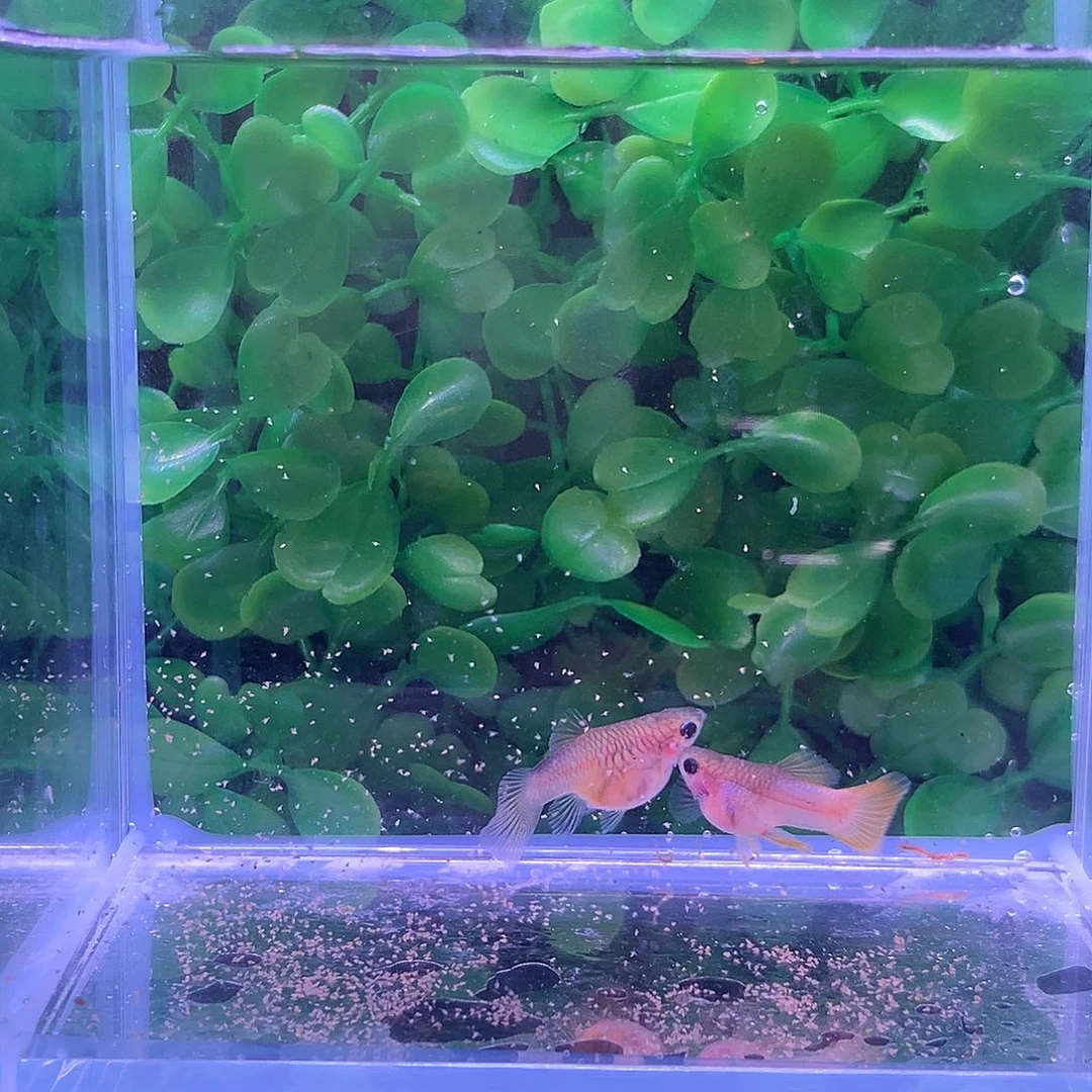 孔雀鱼一对粉猫球 孔雀鱼