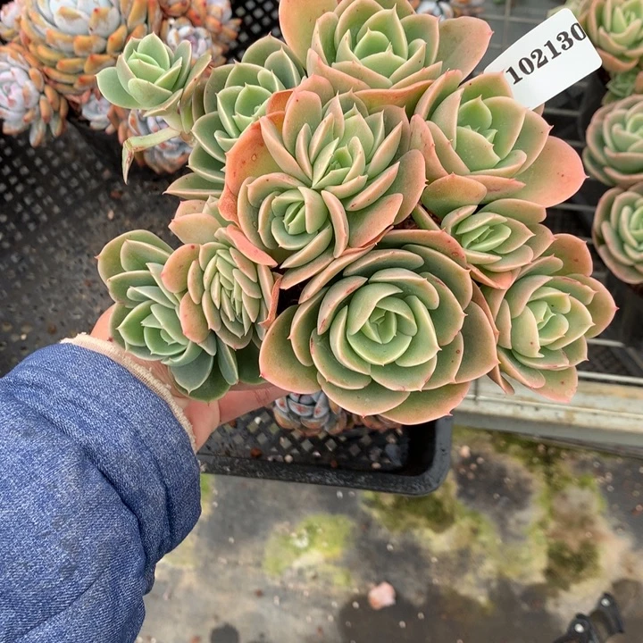 102130星那塔嗯嗯嗯嗯嗯嗯好