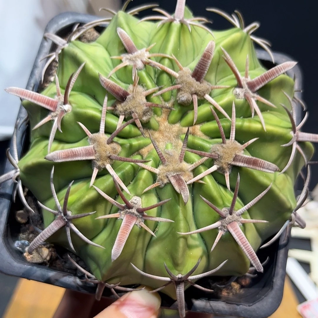 9.5cm实生粗刺王凌波刺超好