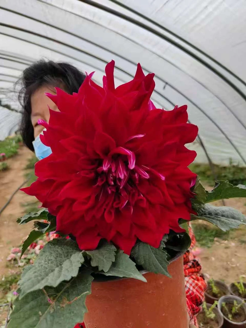 （宇宙）大丽花种球盆栽