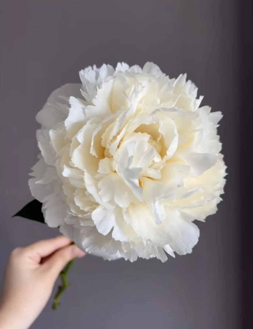 现货 奶油碗 荷兰A+进口芍药重瓣 菏泽基地直发