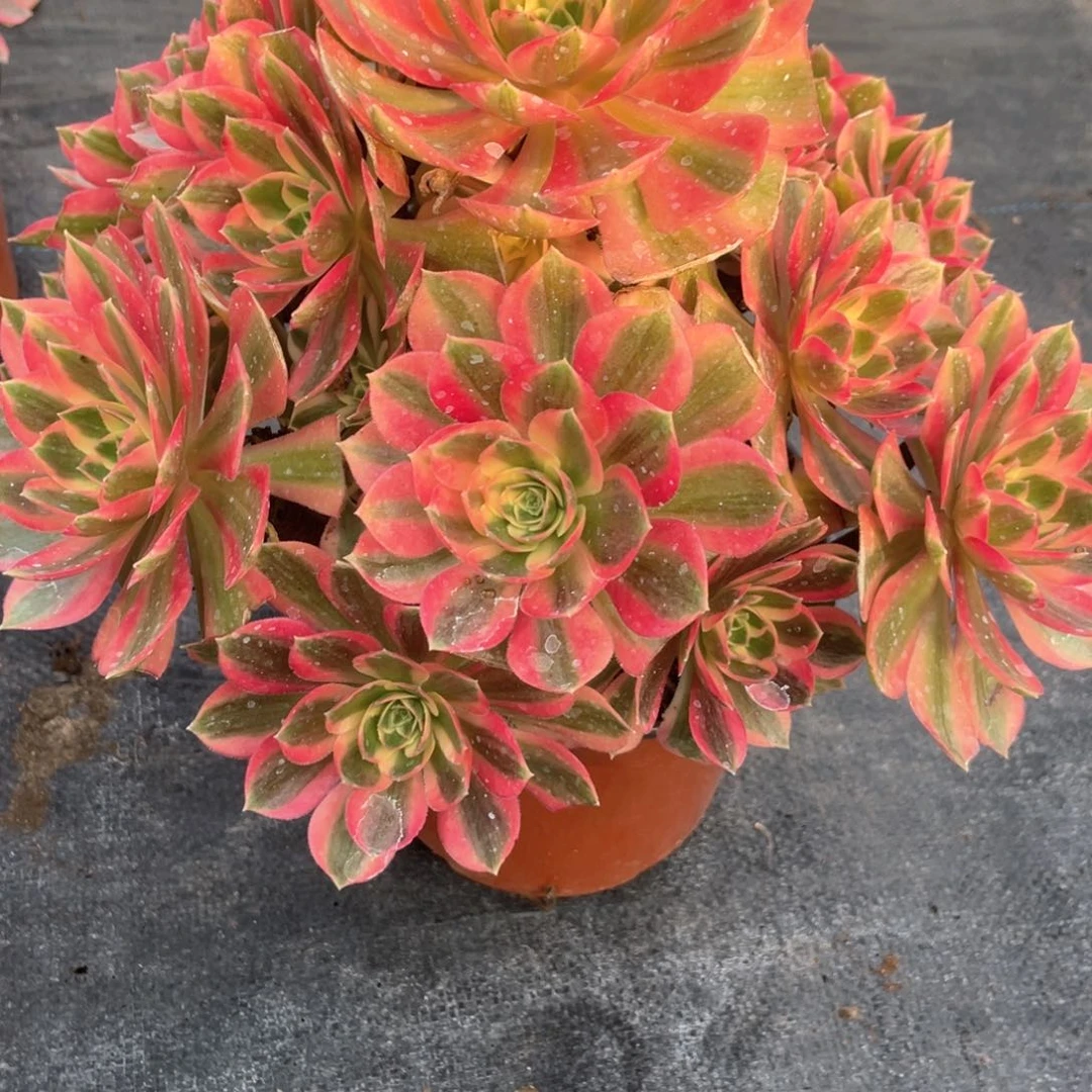 粉女巫老桩手捧809