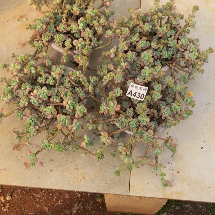 顺***。星悦多肉 A430