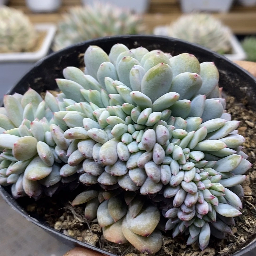 2596 橙梦露缀化