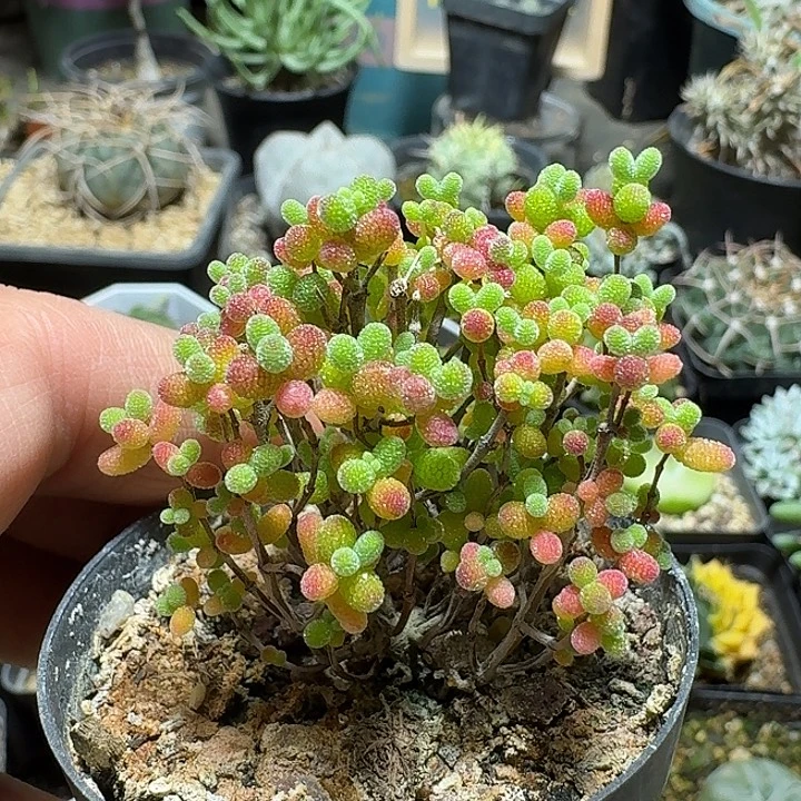 513蜜橘糖球带盆发货