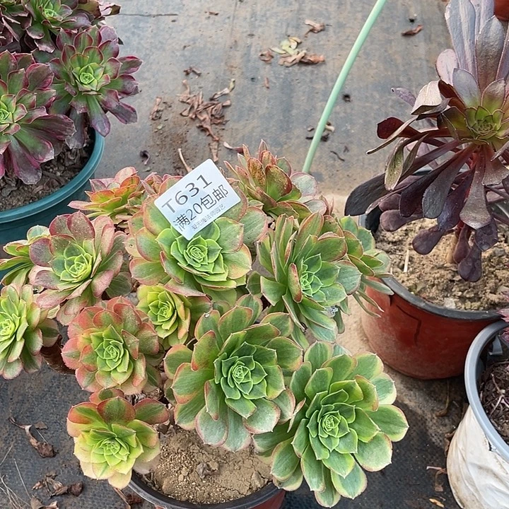 631奶白多肉法师多肉