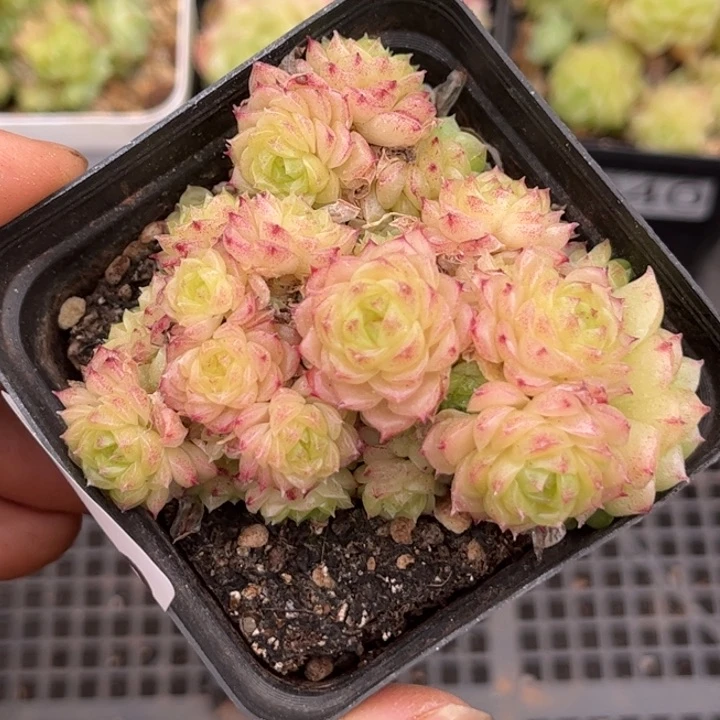 041小朵包麦秆女王