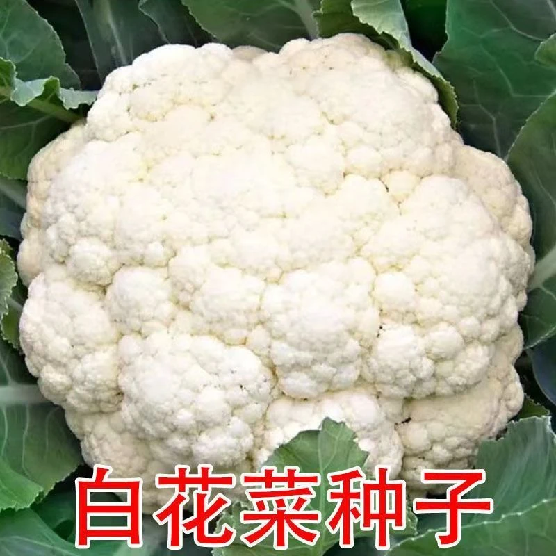 白雪花菜西兰花适合植物四季种植可种于阳台西蓝花蔬菜蔬菜种子