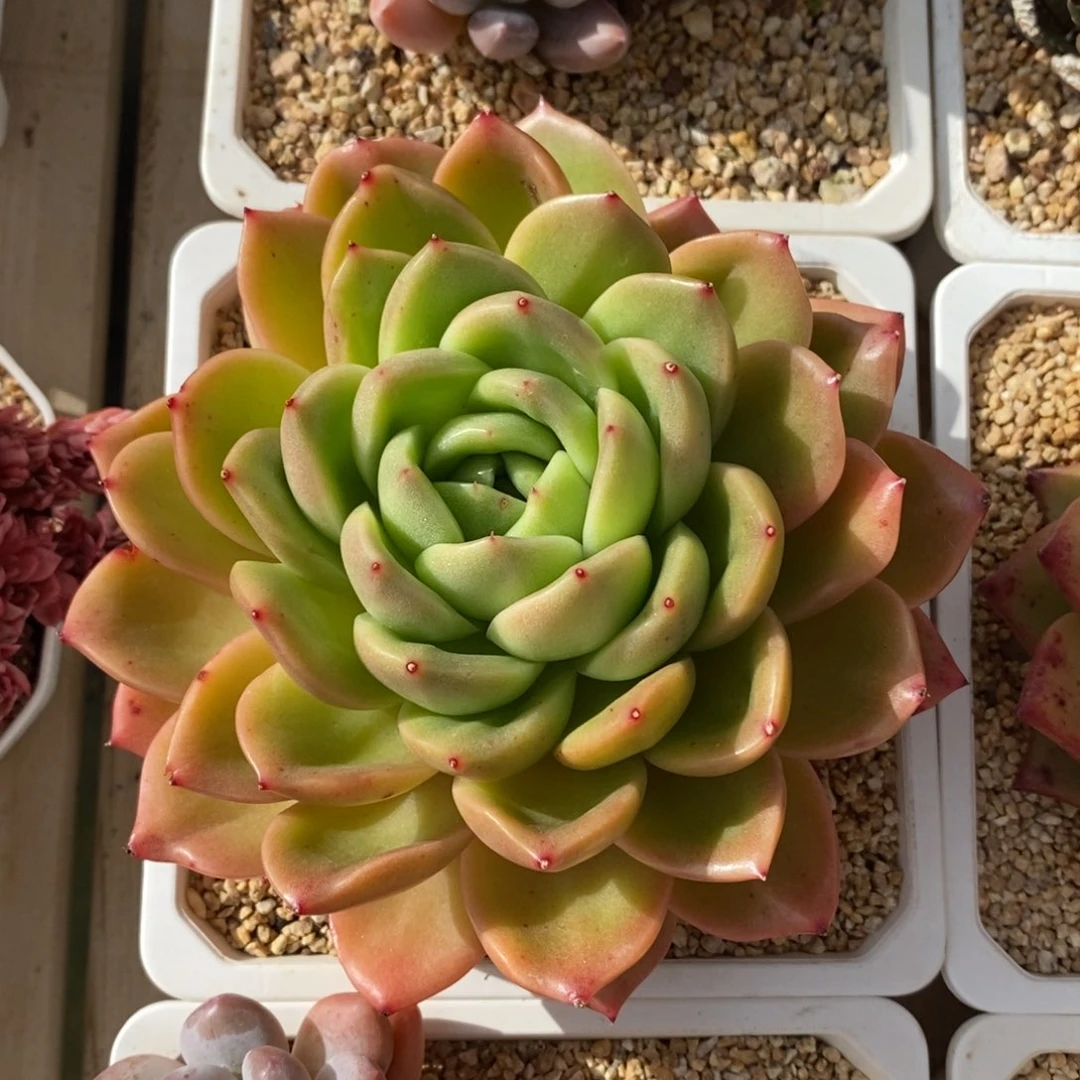 自助下单一物一拍多肉，下滑更多品种选择