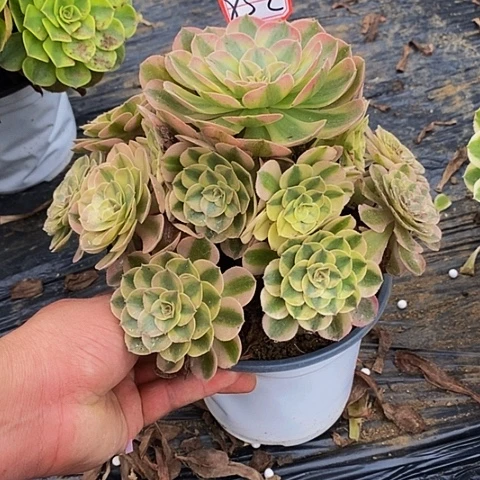 荔枝老桩捧花法师852号