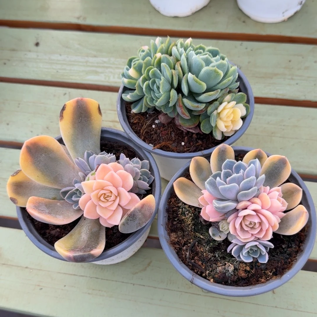 汉堡锦贝瑞锦三颗一组