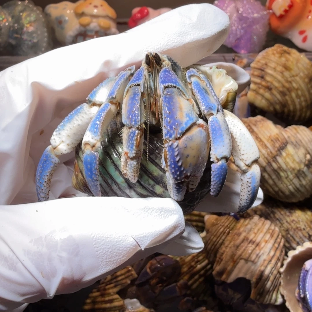 3.0口通体蓝绿白