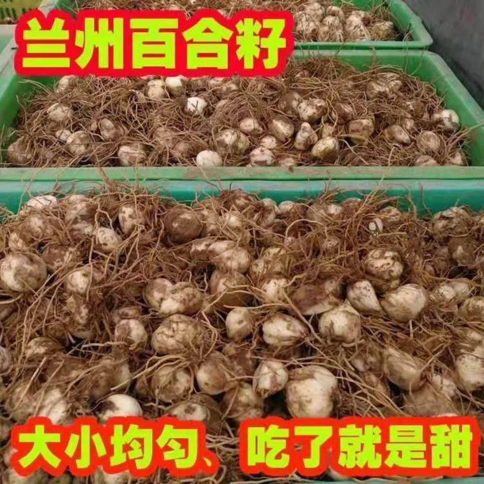 【甘肃特产】兰州食用甜百合种子种球仔赏花室内外田野可种