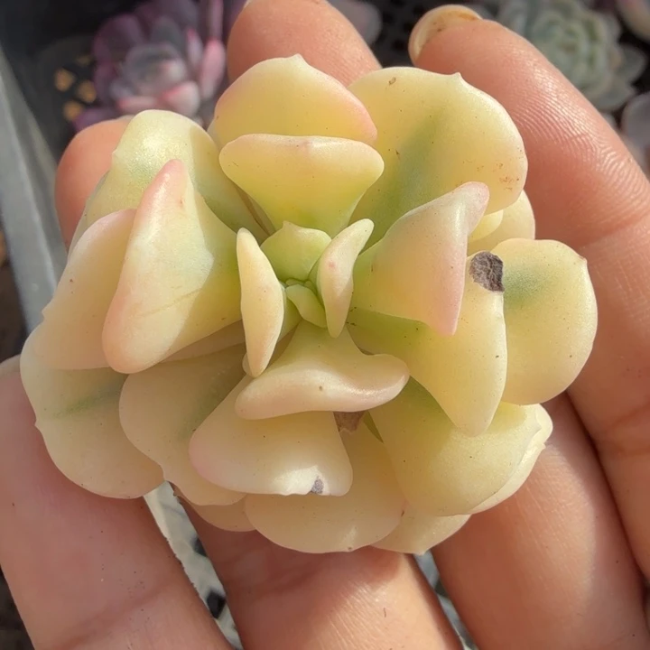 雪精灵锦腹轮锦锦