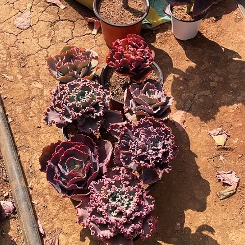 芒*果21 号包菜系列 7棵