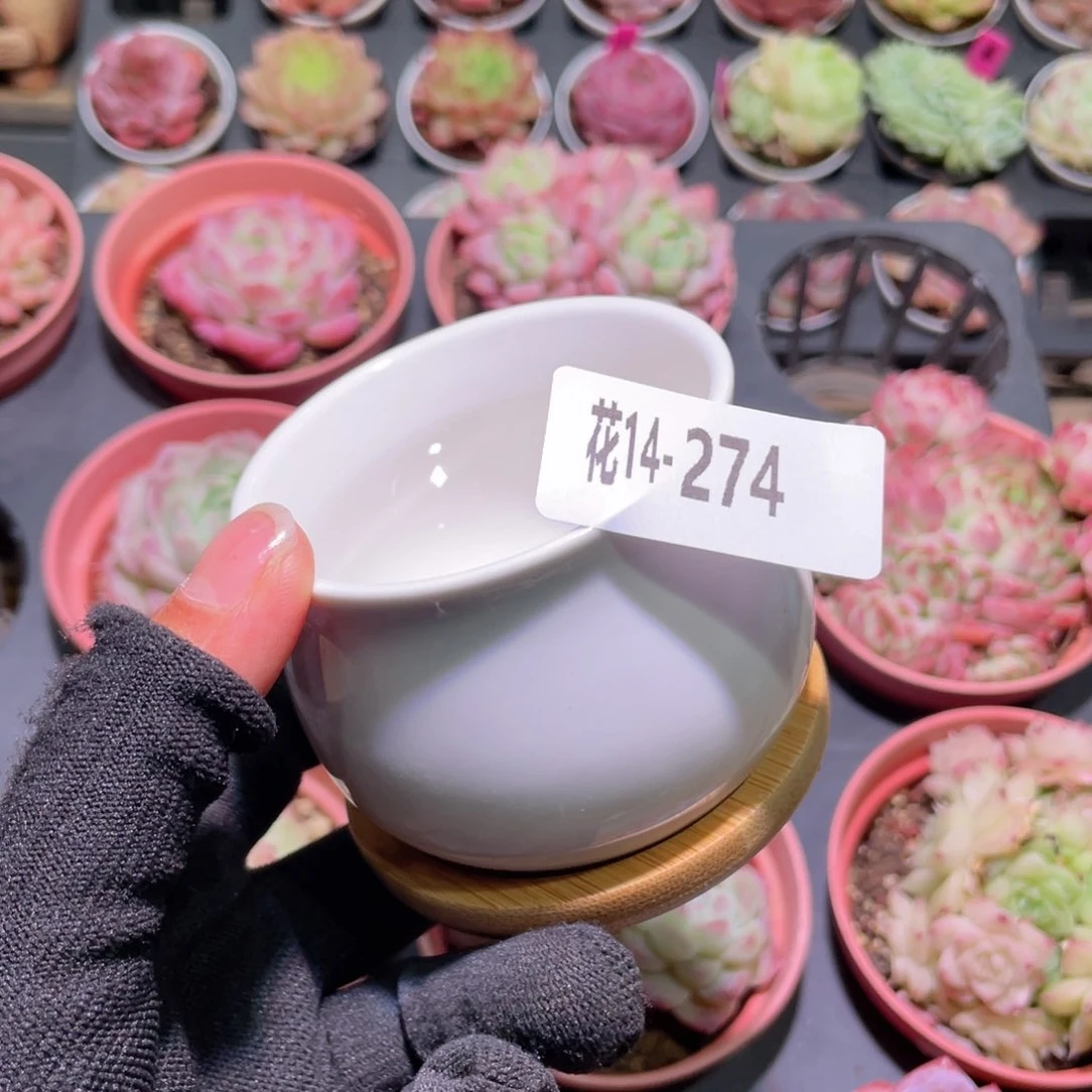 花利美14-274花盆一个多库存
