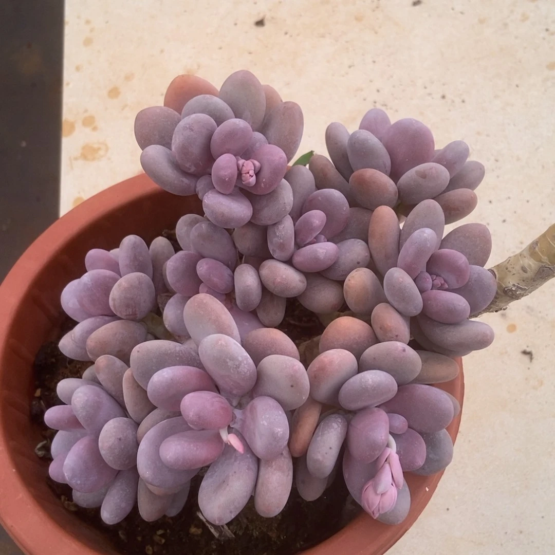 桃美人多肉多肉多肉多