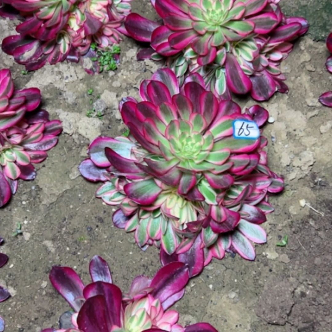 【闪购商品】奋***活多肉植物美杜莎水桩65