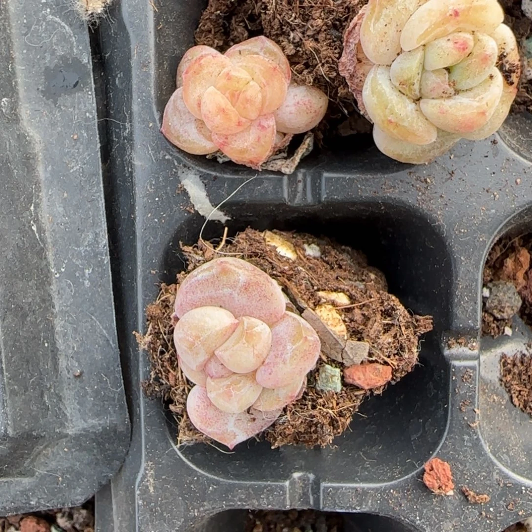 L***K多肉小卡拉米糖心一物一拍