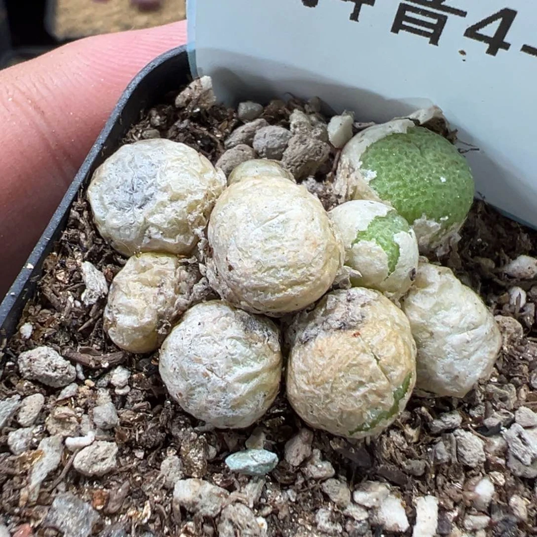 4-185青团多肉植物，