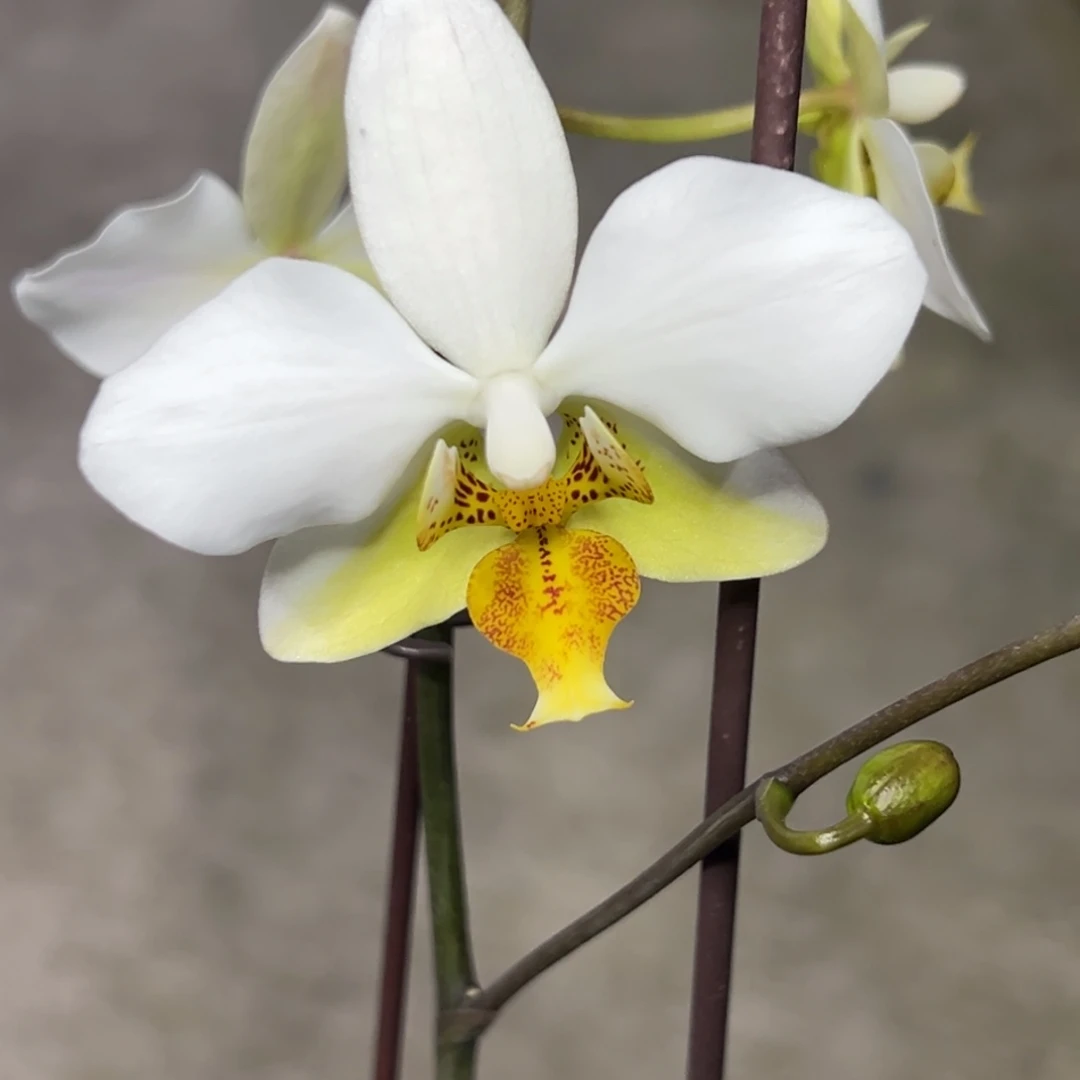 完全开放l328三寸ys1189