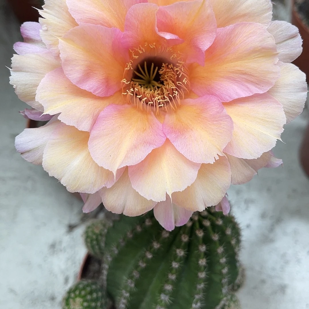 金刚8号测芽2公分左右