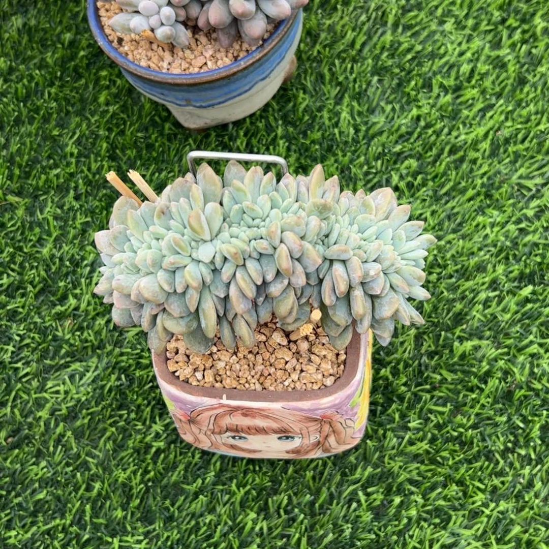 S***）冰橙缀化多肉植物