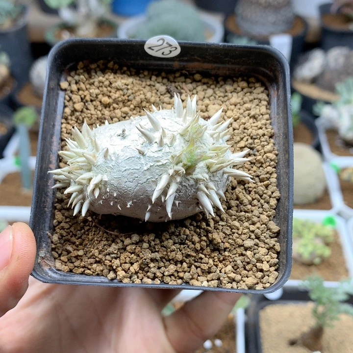 273号惠比须笑母本带盆