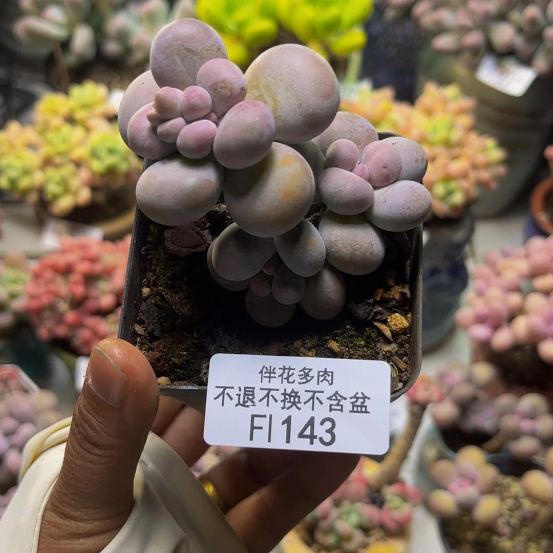 芭比奶143/6cm多肉
