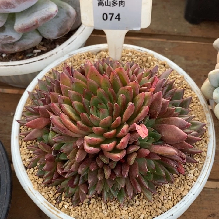 D074- 直播福利 东云捧花
