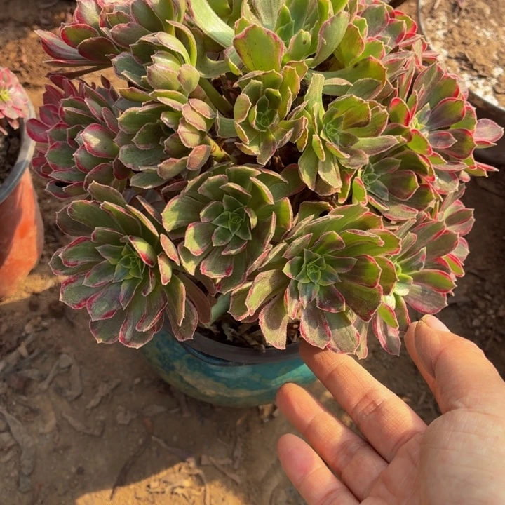 安娜大颗脱土发货