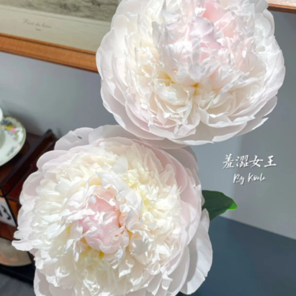 【羞涩女王】对货对版山东芍药精品鲜切花H