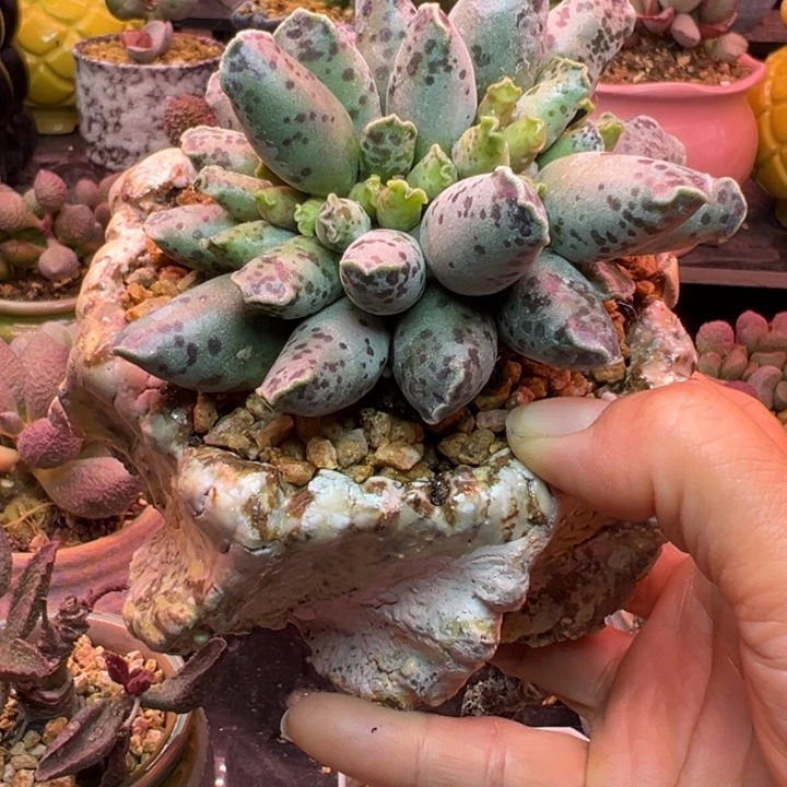 静***听吉祥如意等名家名作和