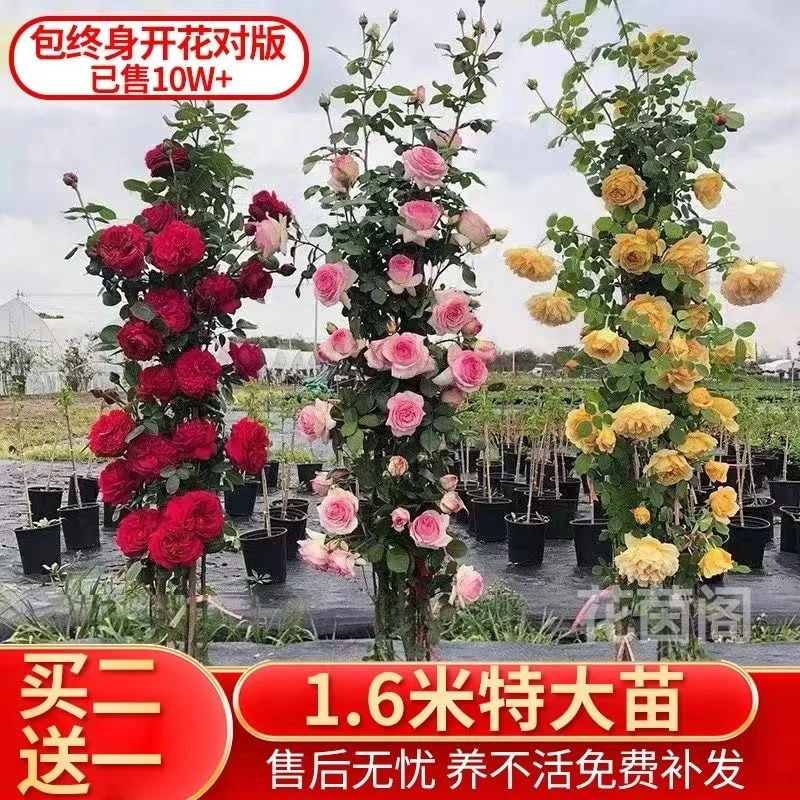 植物蔷薇月季大花爬藤四季开花藤本月季花苗阳台四季开花爬藤庭院
