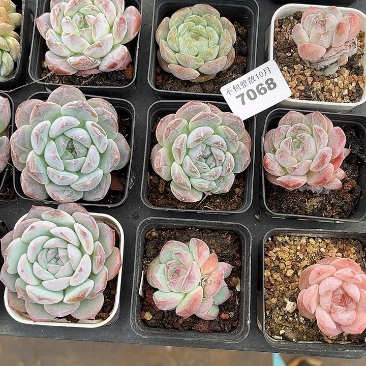 阿雅园艺。       7068九颗