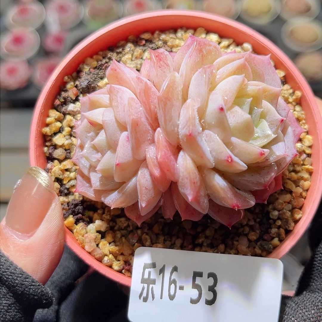 乐16-53 纯爱双头