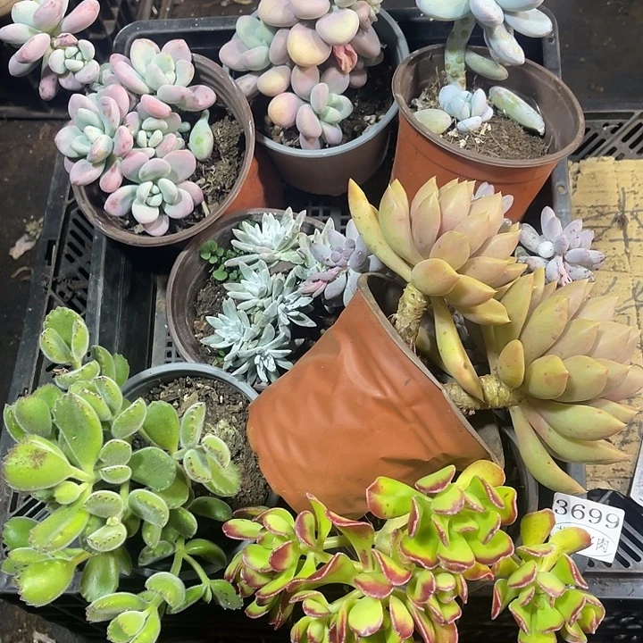 3699，整筐拍，微瑕，介意慎拍