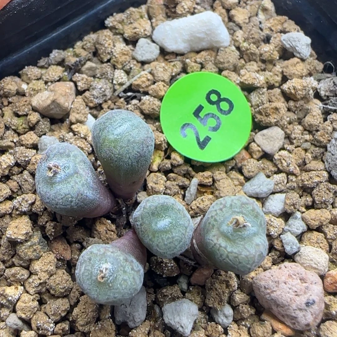 猕猴桃群多肉植物258