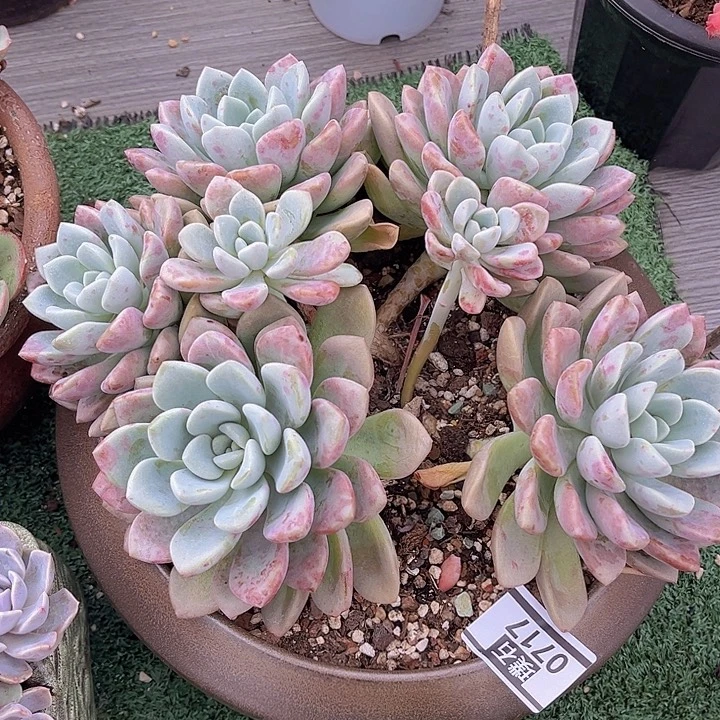 花斑鹿朵朵0717多肉植物