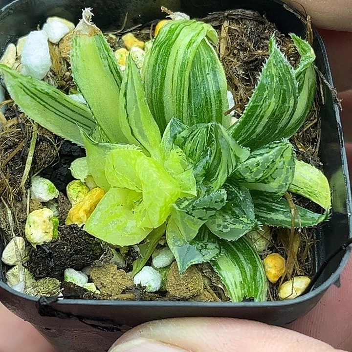 106多头实生寿锦头家多肉十二卷