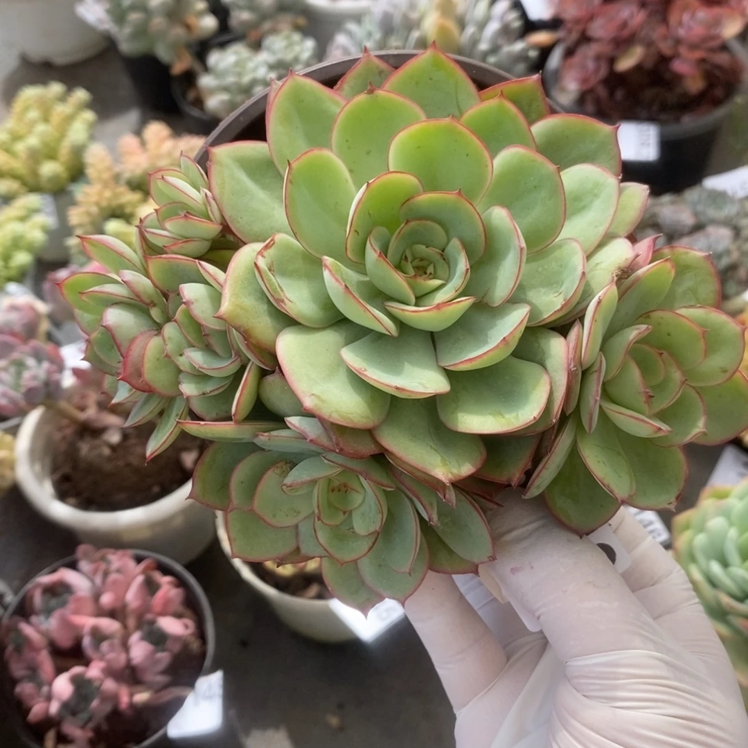 3149牡丹亭一物一拍