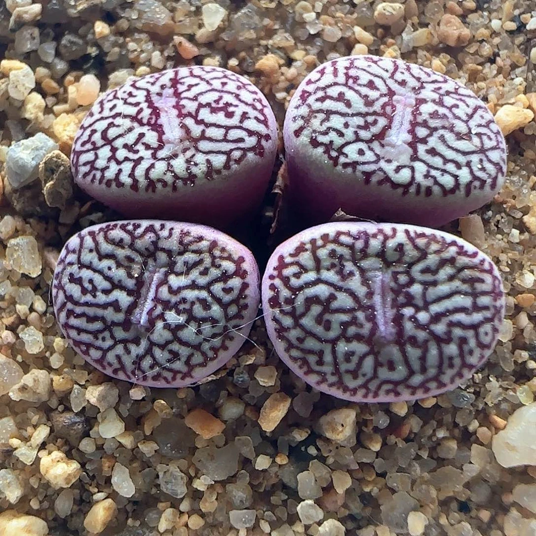 L***晚开播福利。   38700