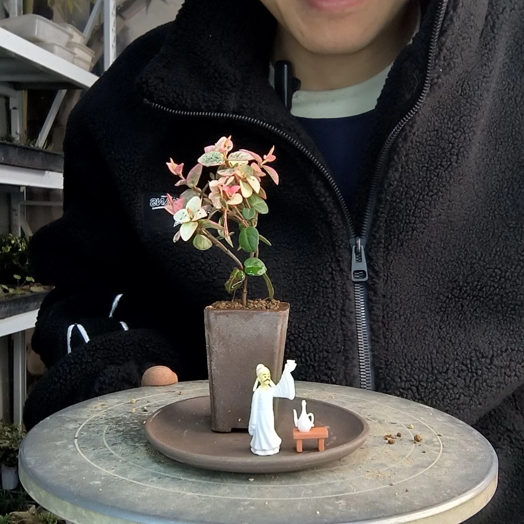 ?****?小盆景小植物一物一拍236