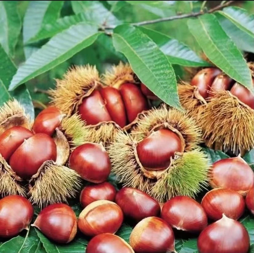 2025年云南高山老树新鲜现摘油板栗糯甜 80粒左右/斤1斤小果