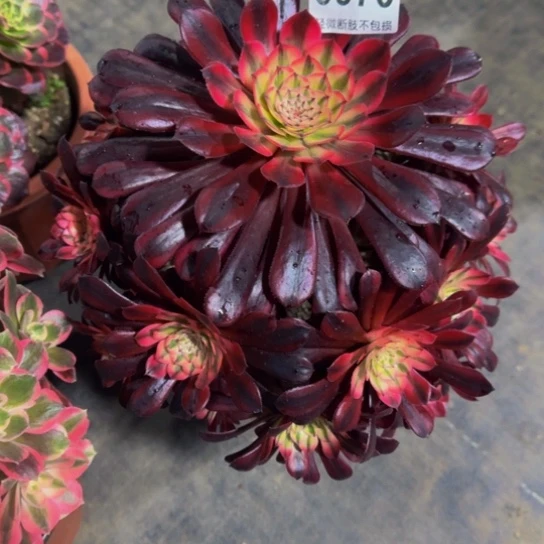 黑同超白锦09700000