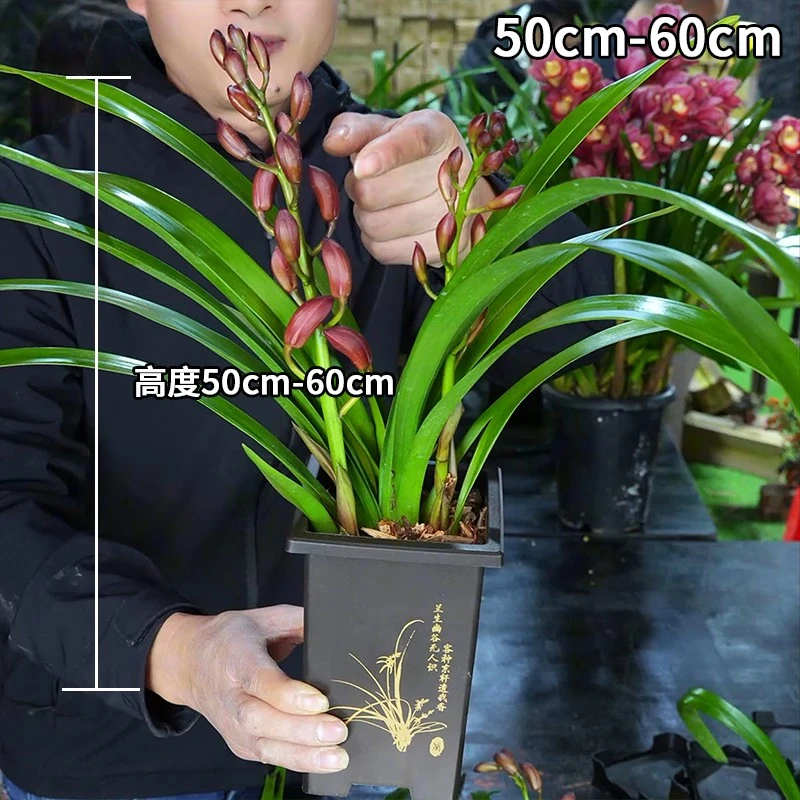 红宝石【2-3花剑】精品高贵兰花浓香型国兰兰花好养绿植盆栽花期长