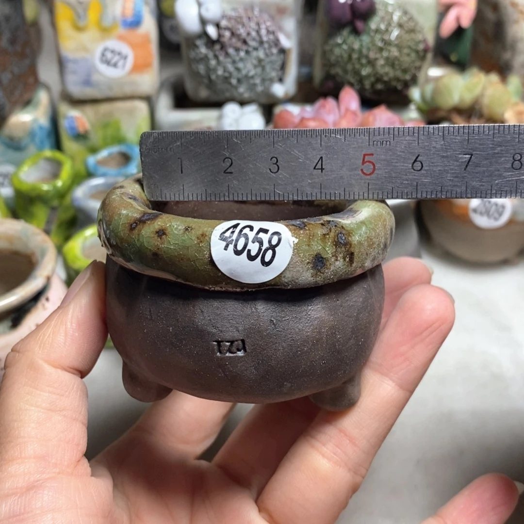 拍3送一个小礼物不含多肉