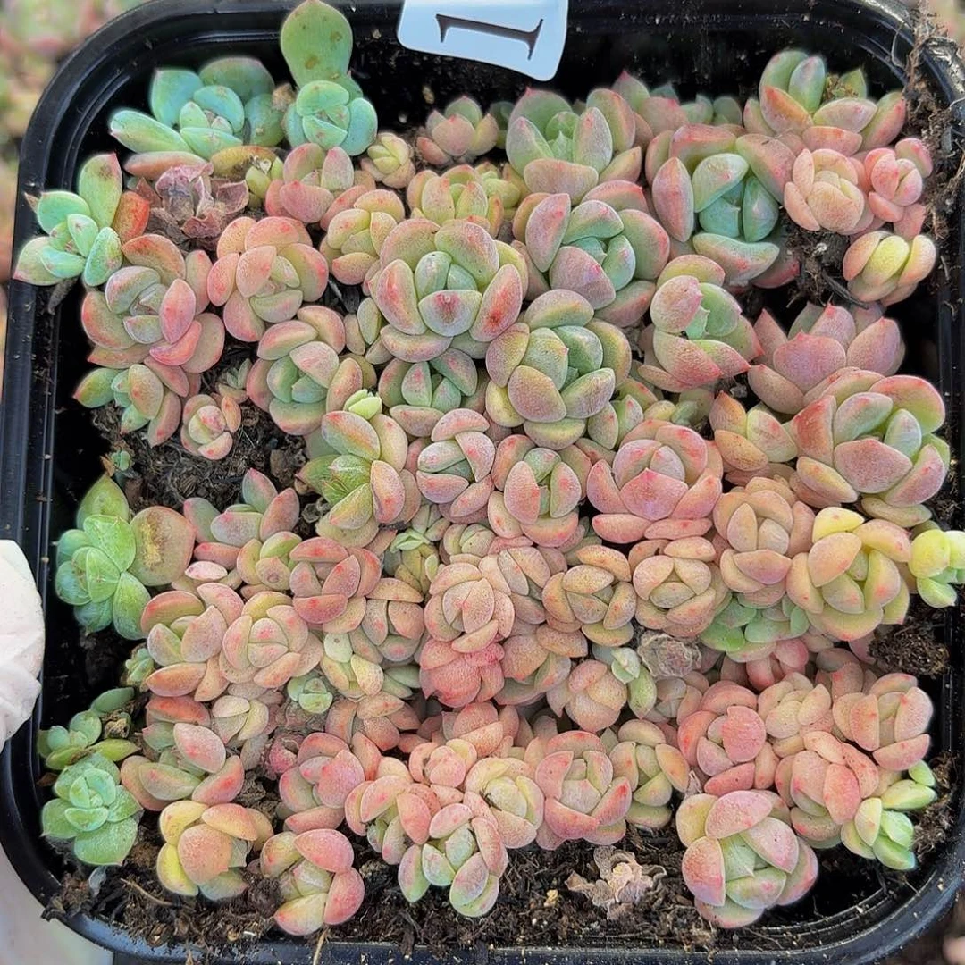 多肉植物多肉植物1000