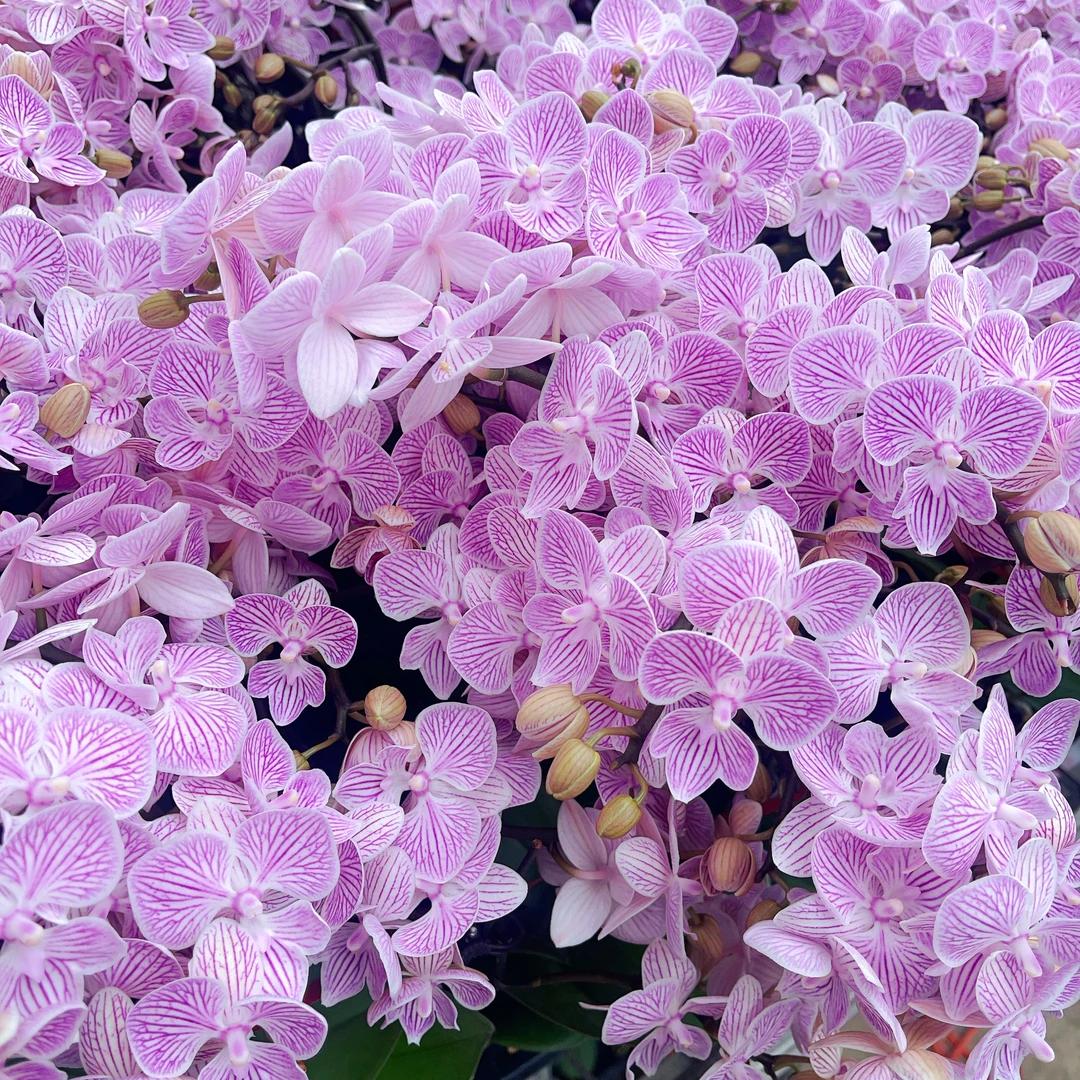 A级【浪漫樱花】精选蝴蝶兰